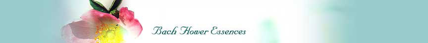 bach flower essence and bach flower